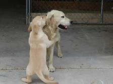 Golden Retriever lab female - Photo 6