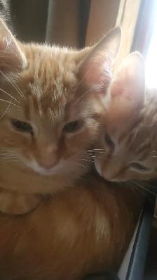 2 male tabbies siamese mix