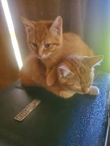 2 male tabbies siamese mix - Photo 3