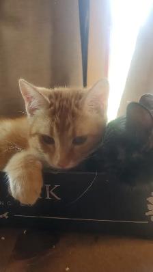 2 male tabbies siamese mix - Photo 5