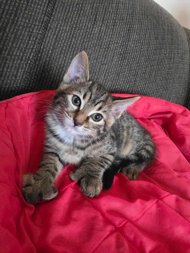 Chatons Bengals X a vendre