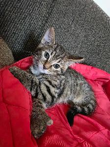Chatons Bengals X a vendre - Photo 2