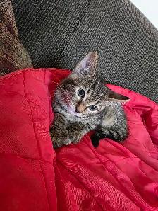 Chatons Bengals X a vendre - Photo 3
