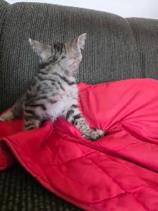 Chatons Bengals X a vendre - Photo 4