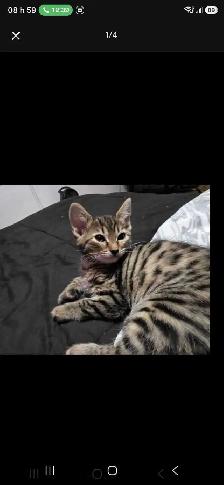 Chatons Bengals X a vendre - Photo 5