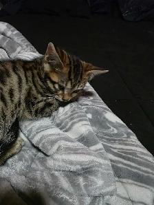 Chatons Bengals X a vendre - Photo 7