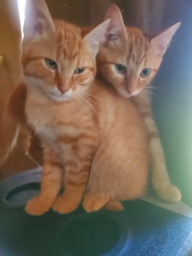 Two male cuties!