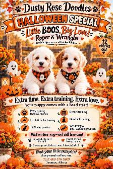 Enjoy your puppy , not all the work!