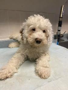Enjoy your puppy , not all the work! - Photo 2