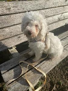 Enjoy your puppy , not all the work! - Photo 3