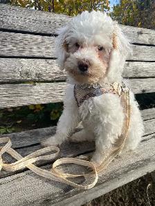 Enjoy your puppy , not all the work! - Photo 4