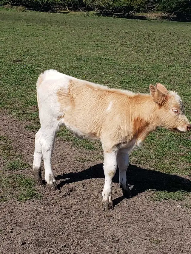 hiefer calf  for sale