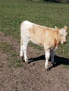 hiefer calf  for sale - Photo 2