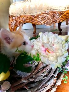 CUTENESS & CUDDLES - Photo 8