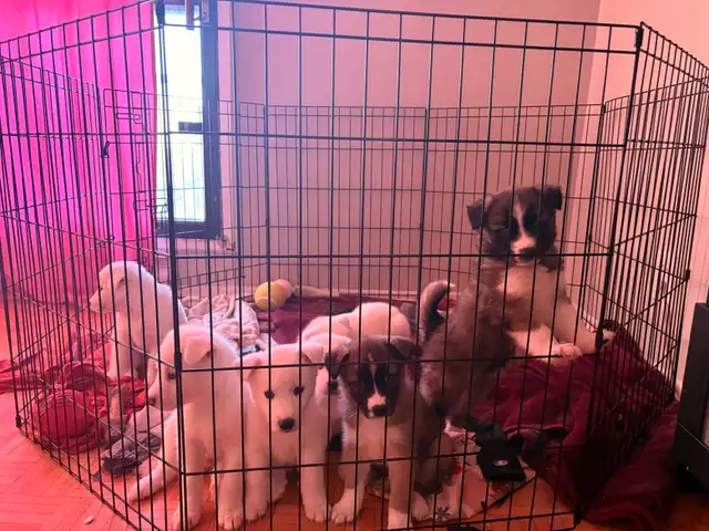 Puppies Samoyed x Malinois