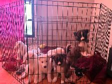 Puppies Samoyed x Malinois