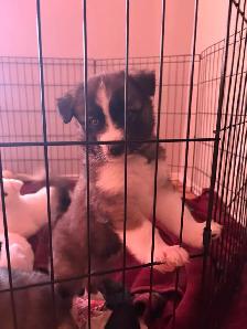 Puppies Samoyed x Malinois - Photo 2