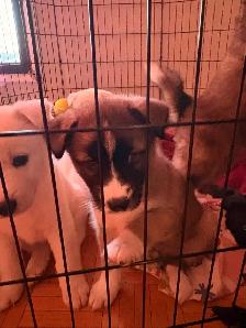 Puppies Samoyed x Malinois - Photo 3