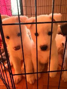Puppies Samoyed x Malinois - Photo 4