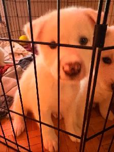 Puppies Samoyed x Malinois - Photo 5