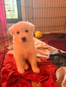 Puppies Samoyed x Malinois - Photo 6