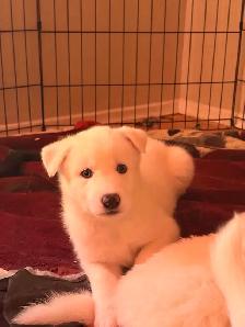 Puppies Samoyed x Malinois - Photo 7