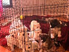 Puppies Samoyed x Malinois - Photo 8