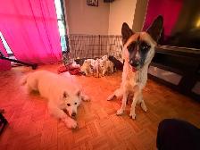 Puppies Samoyed x Malinois - Photo 9
