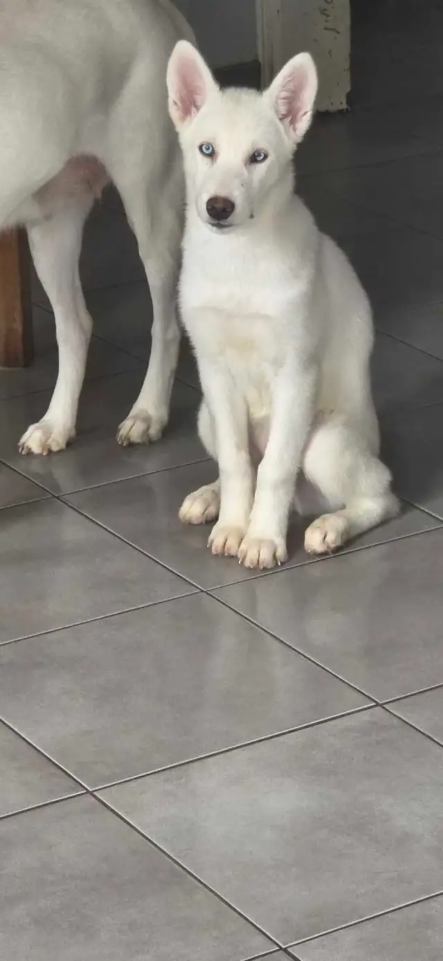 chiot Husky croisé Saarloos Lupioïde  FEMELLE