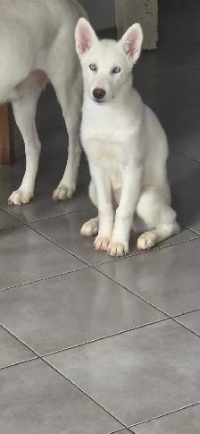 chiot Husky croisé Saarloos Lupioïde  FEMELLE