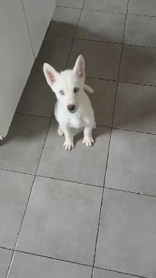 chiot Husky croisé Saarloos Lupioïde  FEMELLE - Photo 2