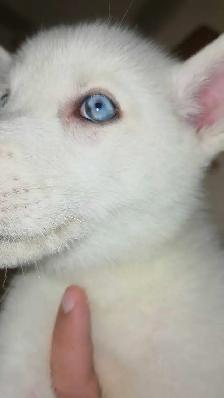 chiot Husky croisé Saarloos Lupioïde  FEMELLE - Photo 3
