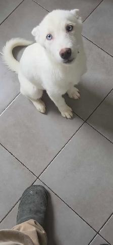 chiot Husky croisé Saarloos Lupioïde  FEMELLE - Photo 4