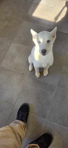 chiot Husky croisé Saarloos Lupioïde  FEMELLE - Photo 5