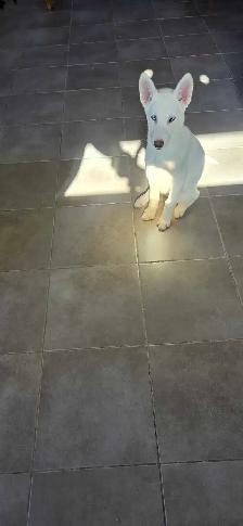 chiot Husky croisé Saarloos Lupioïde  FEMELLE - Photo 6
