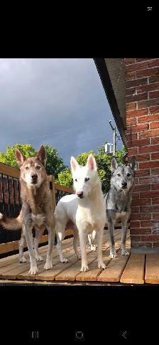 chiot Husky croisé Saarloos Lupioïde  FEMELLE - Photo 7
