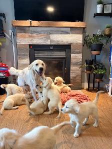 PRÊT!chiot Golden retreiver english cream