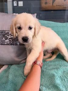 PRÊT!chiot Golden retreiver english cream - Photo 3