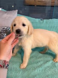 PRÊT!chiot Golden retreiver english cream - Photo 4