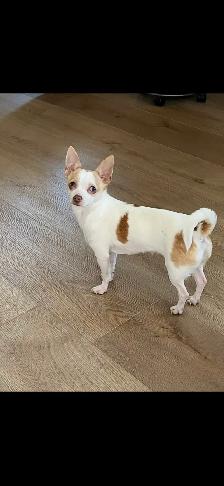 chihuahua femelle