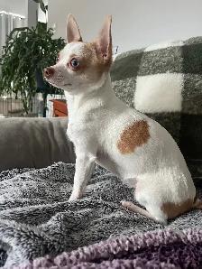 chihuahua femelle - Photo 2