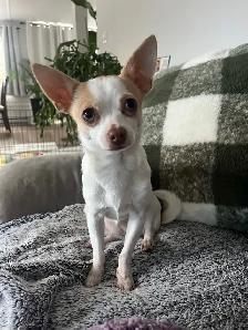 chihuahua femelle - Photo 3