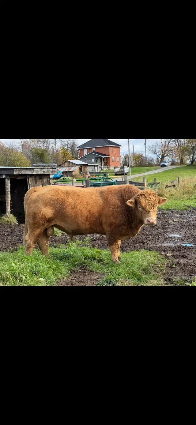 Charolais bull