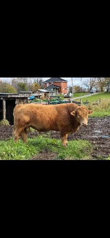 Charolais bull