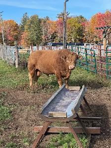 Charolais bull - Photo 2