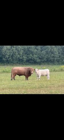 Charolais bull - Photo 3