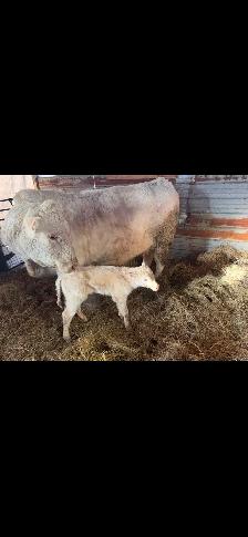 Charolais bull - Photo 4