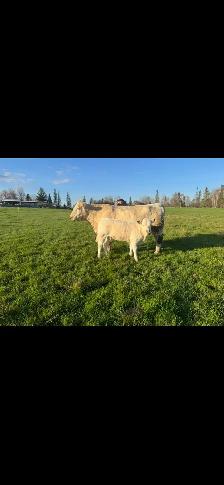 Charolais bull - Photo 5