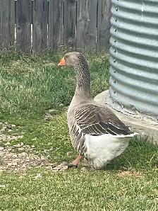 Toulouse goose for sale