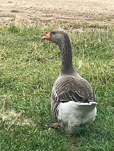 Toulouse goose for sale - Photo 2